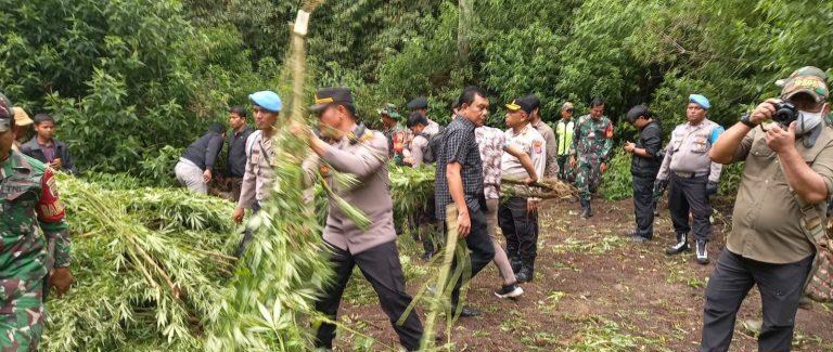 Polres Tanah Karo Bongkar Ladang Ganja di Perbukitan Pancur Batu, 400 Batang Tanaman Dimusnahkan