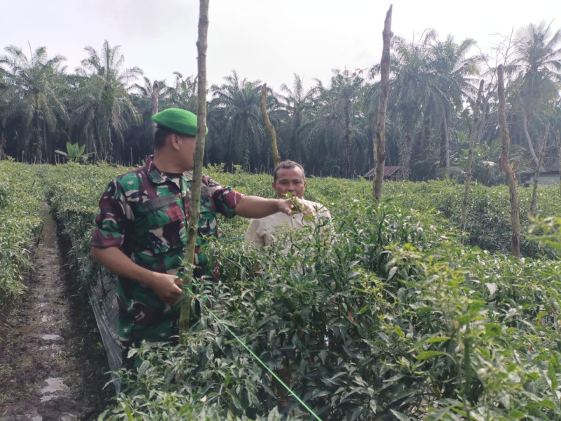 Dukung Ekonomi Warga, Babinsa Koramil 03 Dampingi Budidaya Cabai