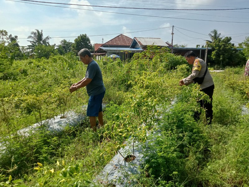Dukung Program Nasional, Bhabinkamtibmas Dumai Barat Kawal Pekarangan Pangan Bergizi Tetap Produktif