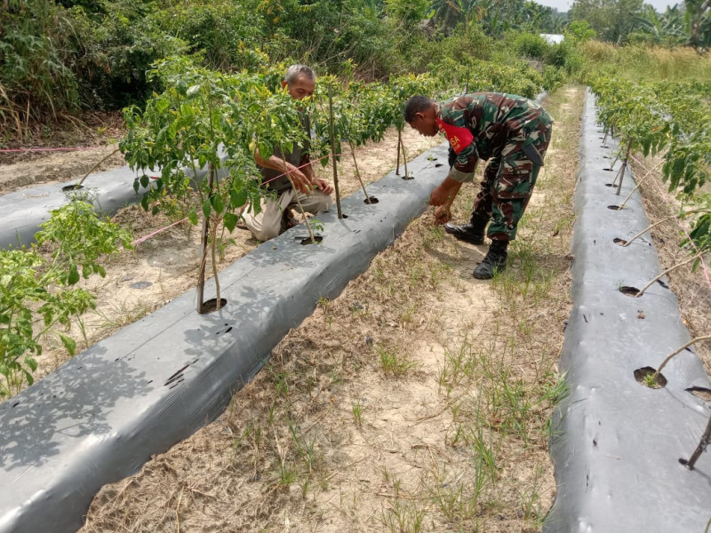 Pembekalan Budidaya Tanaman Cabe Agar Meningkatkan Nilai Ekonomis Diberikan Serka Suandi