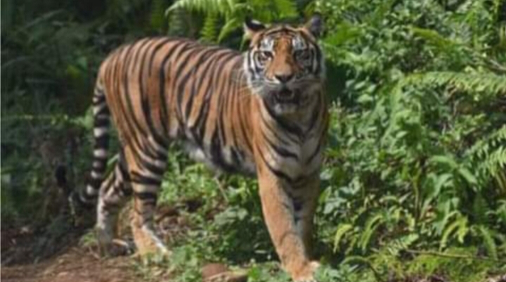 Harimau Sumatra Sudah Masuk Perkarangan Warga Teluk Lanus Siak