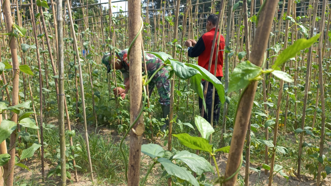 Kerjasama Babinsa dan PPL Pertanian di Ladang Siman