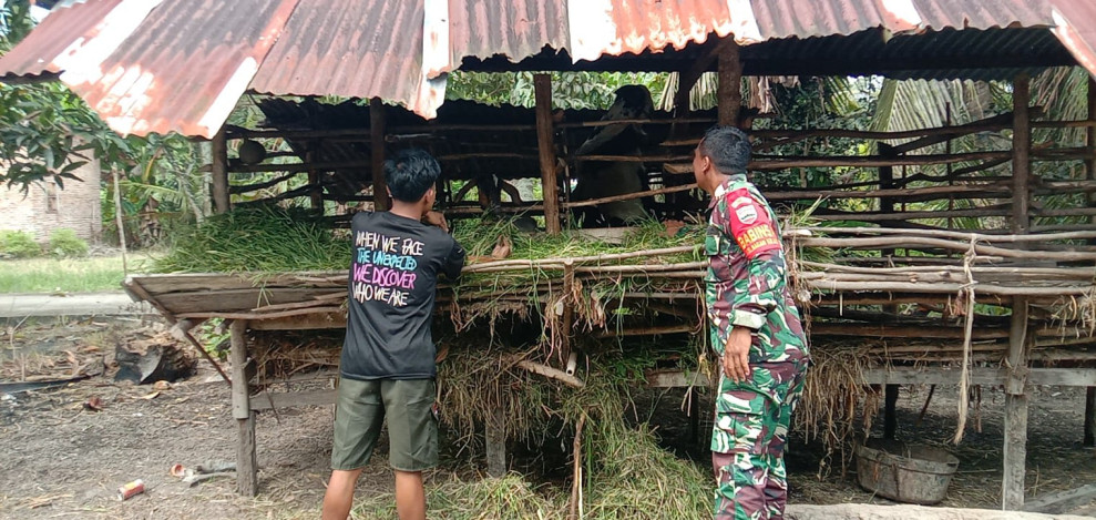 Babinsa Dampingi Peternak, Pastikan Kambing di Bagan Keladi Sehat