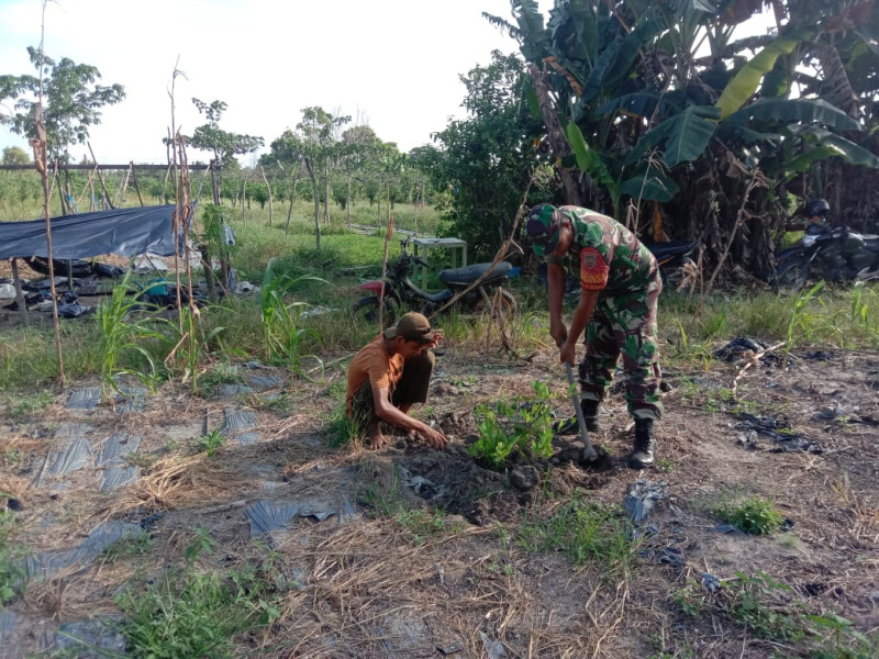 Pembekalan Lanjutan Untuk Tanaman Kemangi DiBerikan Serda Agustinus