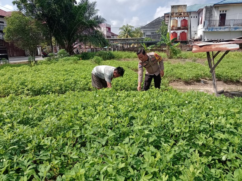Dukung Ketahanan Pangan, Briptu Irvan Sipahutar Cek Pekarangan Kacang Tanah di Bukit Datuk