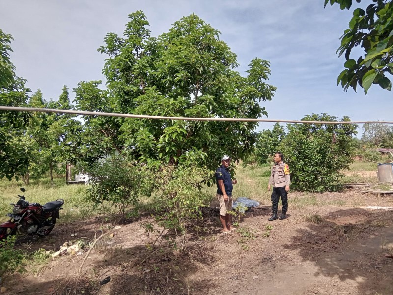 Bhabinkamtibmas Polsek Dumai Barat Intensifkan Pendampingan Petani Demi Ketahanan Pangan Nasional
