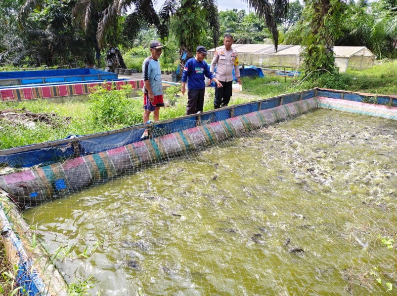 Dukung Ketahanan Pangan Nasional, Bhabinkamtibmas Cek 20 Kolam Lele di Dumai Selatan