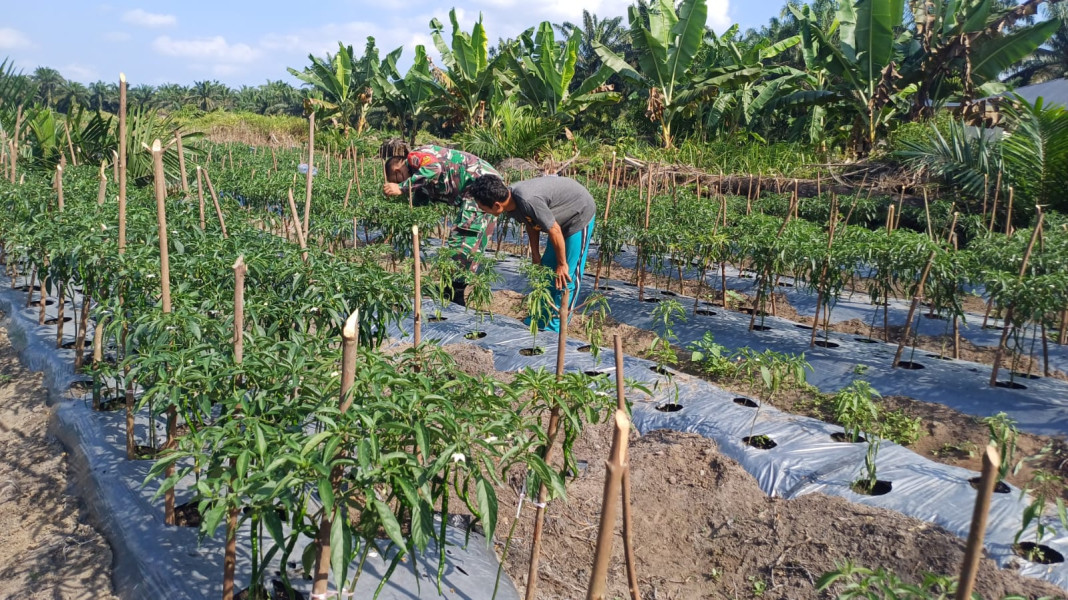 Pendampingan Babinsa Serka Albinur Lubis Tingkatkan Produktivitas Cabai Merah