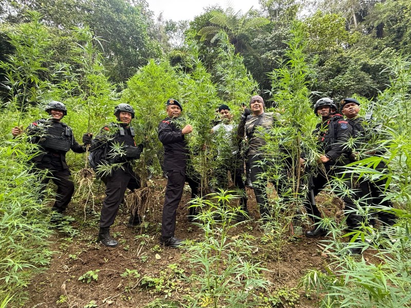 Satuan Brimob Polda Sumut Musnahkan 10 Hektar Ladang Ganja di Perbukitan Mandailing Natal
