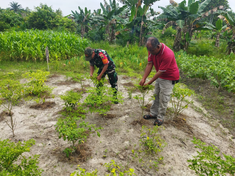 Babinsa Koramil 01/Dumai Laksanakan Patroli Karhutla dan Pendampingan Karya Nyata