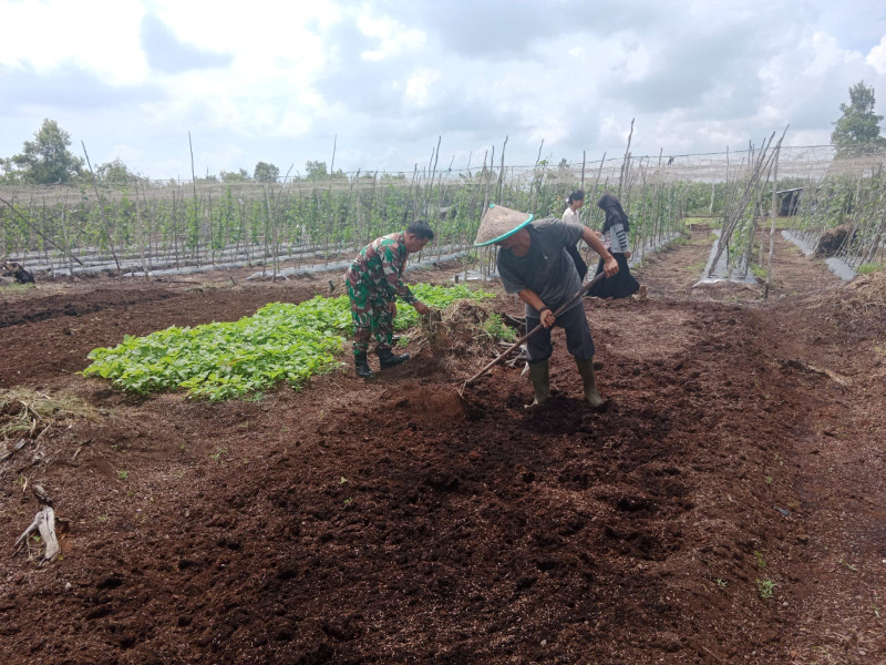 Babinsa Purnama Giatkan Pertanian Sayur Kangkung di RT 01