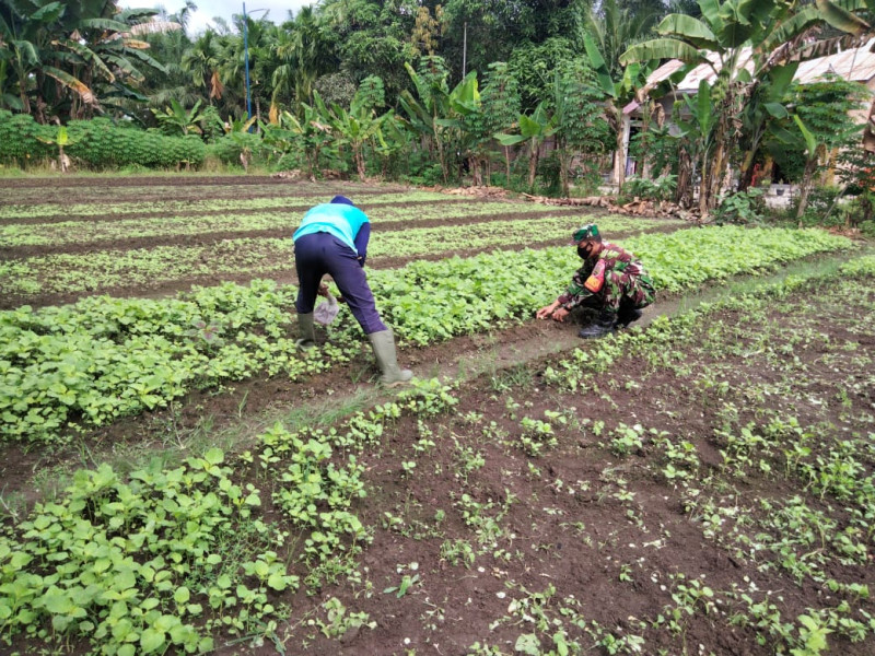 Pembinaan Petani Bayam Agar Dapatkan Hasil Yang Baik Dilakukan Oleh Sertu Sugianto