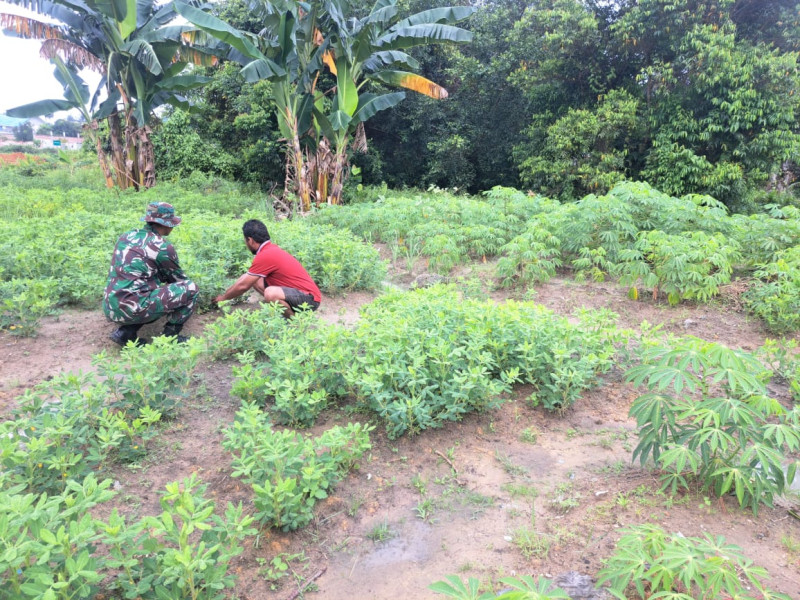 Petani Kacang Panjang Ini Dapatkan Pendampingan Dari Babinsa Koramil 01