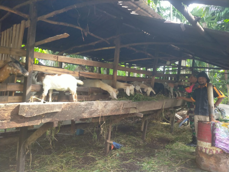 Babinsa Sertu Arjuna Endar Dampingi Peternak Kambing di Kelurahan Teluk Binjai