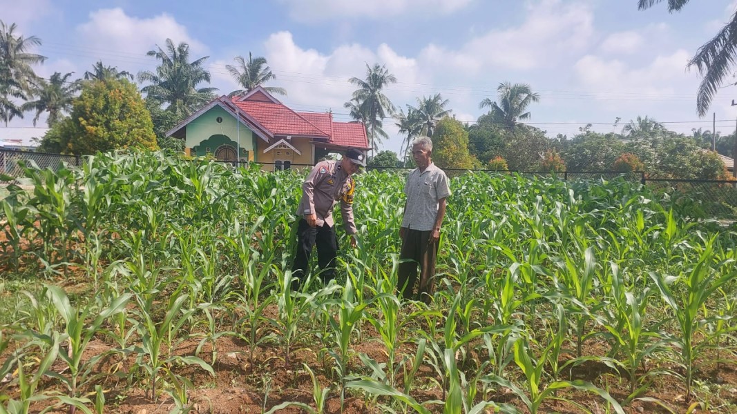 Sinergi Bhabinkamtibmas dan Masyarakat Tapung Jaya Dukung Ketahanan Pangan Nasional Lewat Pengecekan Tanaman Jagung Pipil