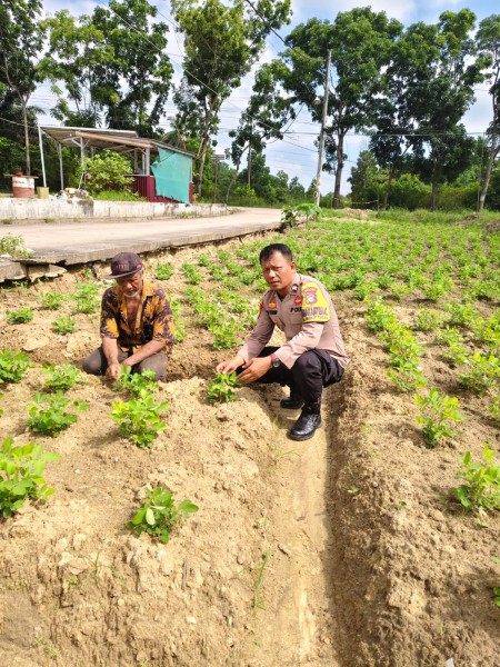 Bhabinkamtibmas Tinjau Kebun Semangka Warga dalam Mendukung Ketahanan Pangan