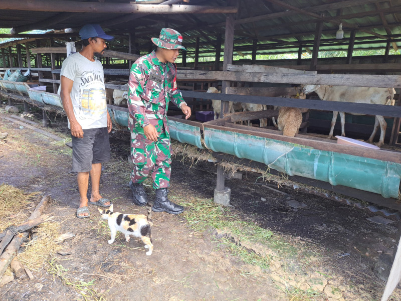 Babinsa Koramil-01 Dumai Dampingi Peternak Kambing dan Sosialisasi PMK di Kelurahan Bukit Datuk