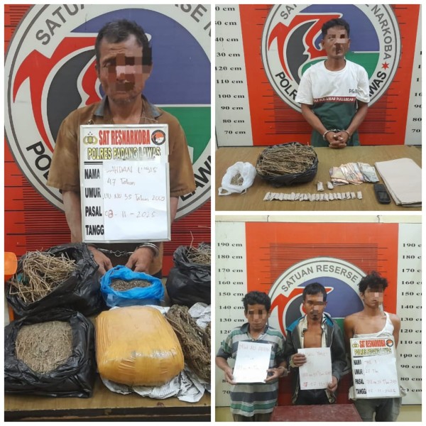 Polres Padang Lawas Ungkap Jaringan Ganja Antar Desa, Bandar dan Pengedar Ditangkap