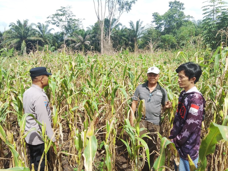 Dari Lahan Kosong Jadi Lumbung Pangan: Polsek Tandun Dampingi Warga Tanam Jagung Pipil
