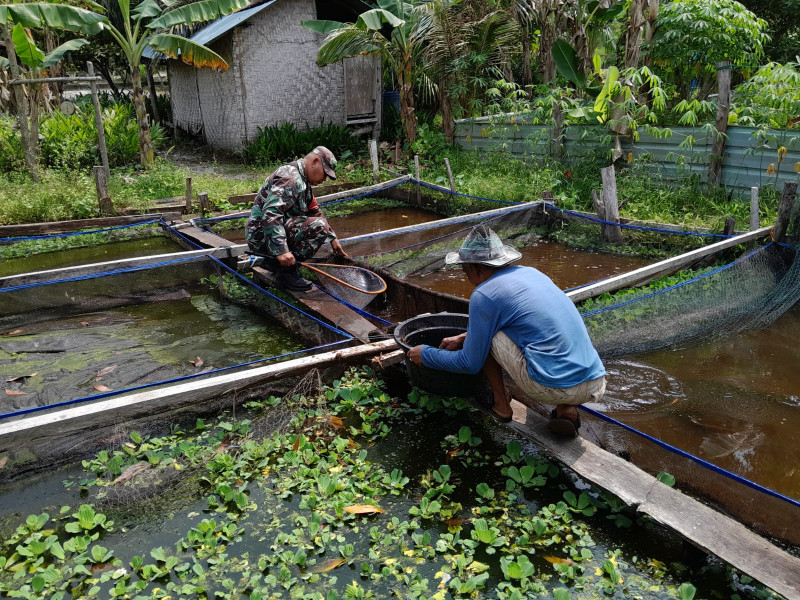 Sempena Untuk Menjaga Ketahanan Pangan dan Membantu Pembudidayaan Ikan Nila, Serma Fahrizal Purba Laksanakan Pendampingan