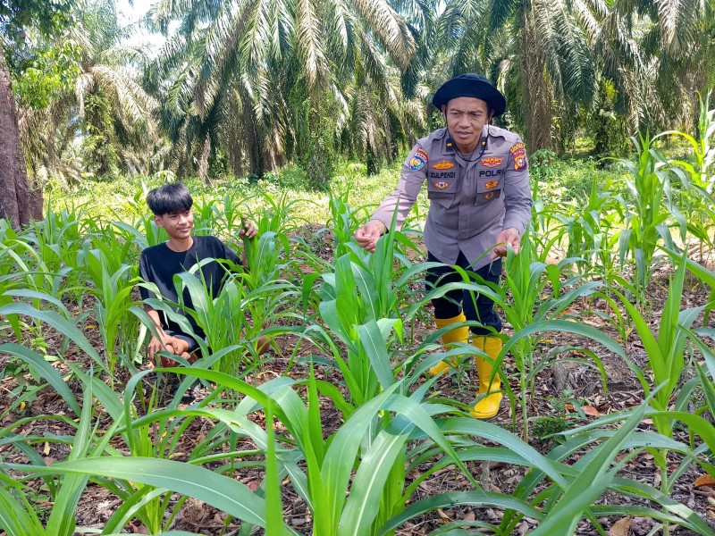 Polsek Rambah Samo Pantau 7 Hektar Lahan Jagung di Sei Salak, Komitmen Kawal Ketahanan Pangan Desa